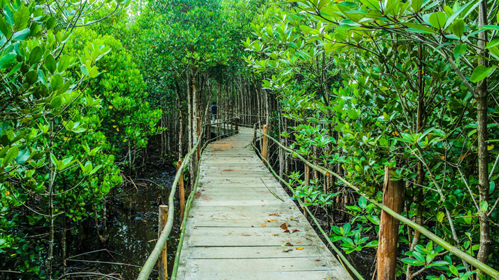 Mangrove National Park