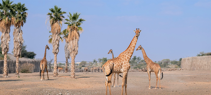 Sharjah Safari Park: Timings, Activities, Tickets & More